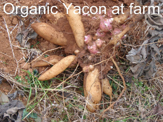 organicyacon1.jpg